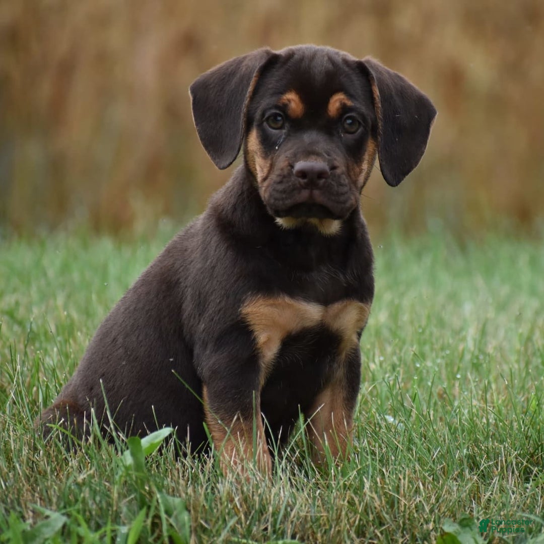 Beabull dogs for sale: Indie - Image 7