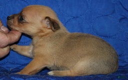 Chihuahua dogs for sale: Piper - Image 1