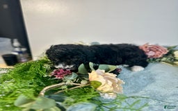 Mini Bernedoodle dogs for sale: Diamond - Image 2