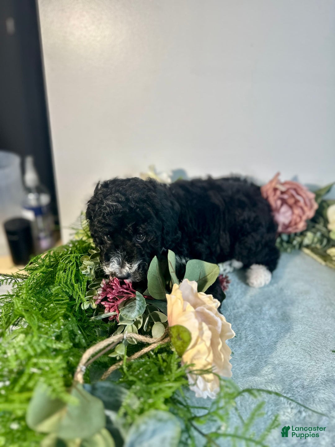 Mini Bernedoodle dogs for sale: Diamond - Image 2