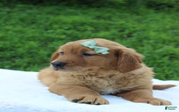 Golden Retriever dogs for sale: Amber - Image 6