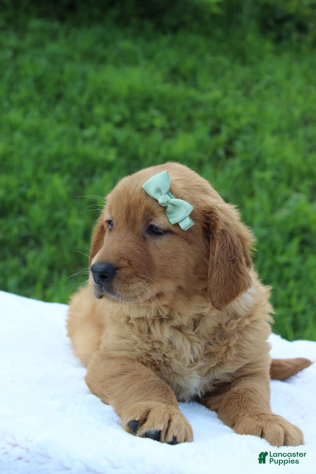 Golden Retriever dogs for sale: Amber - Image 6