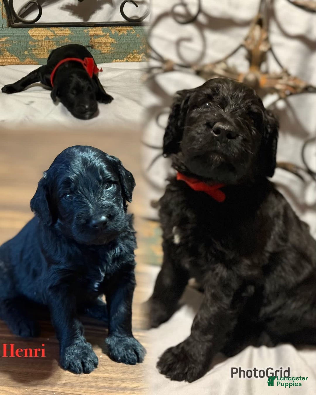Bernedoodle dogs for sale: Henri - Image 1