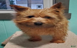 Cairn Terrier dogs for sale: Echo - Image 9