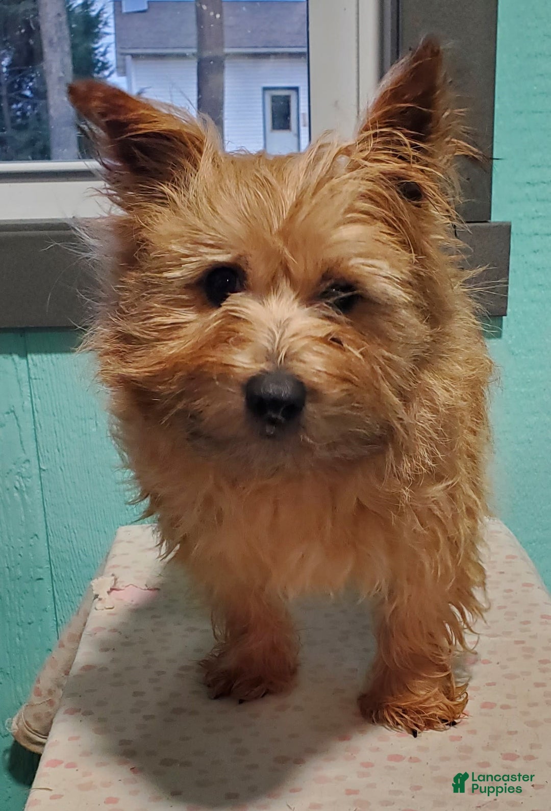 Cairn Terrier dogs for sale: Echo - Image 9