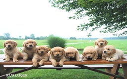 Golden Retriever dogs for sale: Jill - Image 3