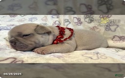 French Bulldog dogs for sale: Teddy - Image 1