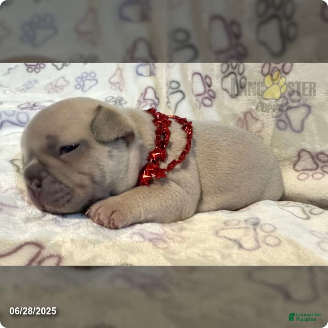 French Bulldog dogs for sale: Teddy - Image 1