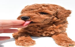 Miniature Poodle dogs for sale: Archie - Image 6