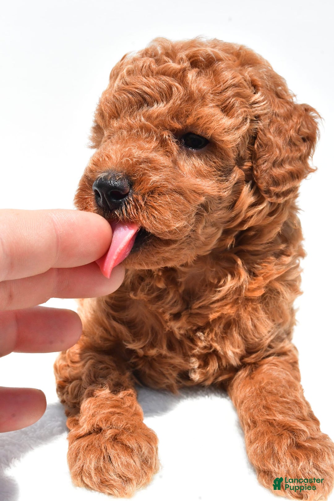 Miniature Poodle dogs for sale: Archie - Image 6