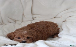 Cavapoo dogs for sale: Max - Image 3