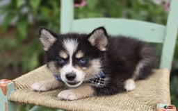 Pomsky dogs for sale: Todd - Image 5