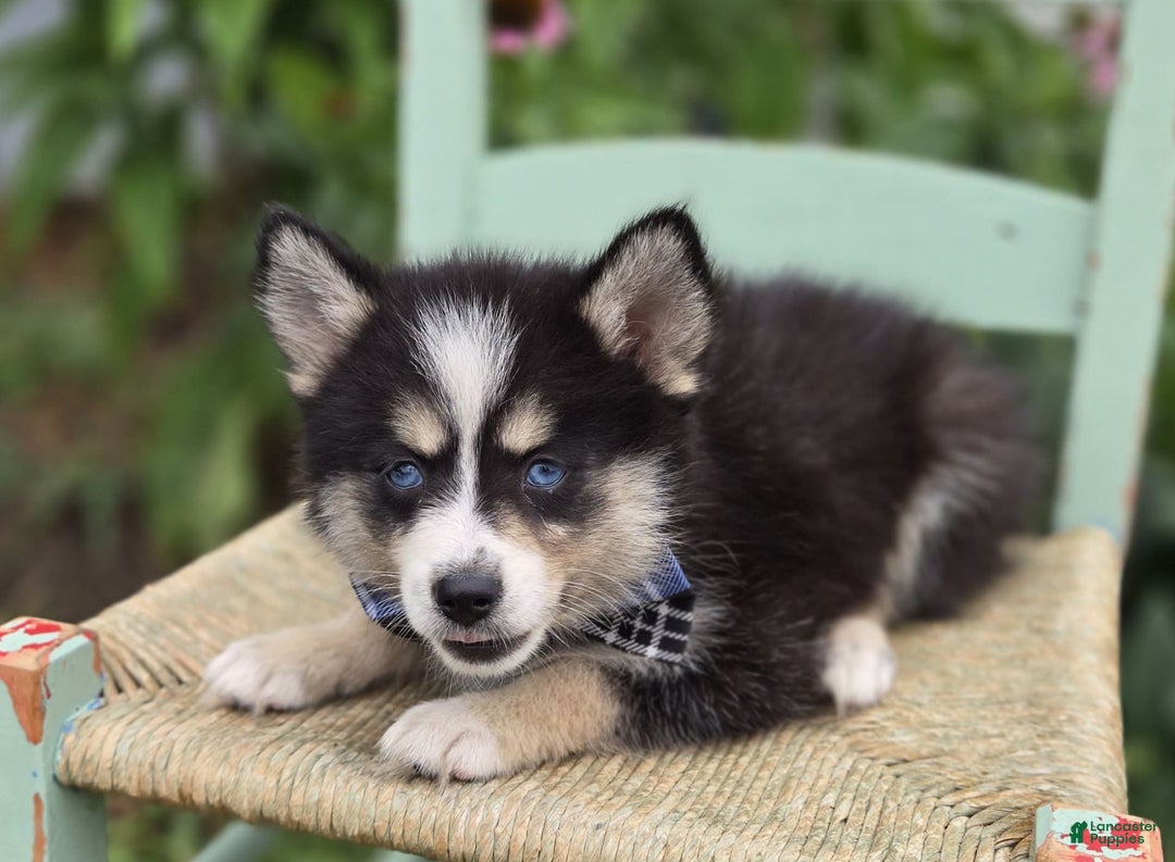 Pomsky dogs for sale: Todd - Image 5