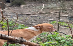 Chihuahua dogs for sale: Romeo - Image 16