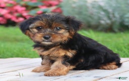 Yorkshire Terrier dogs for sale: Kenya - Image 5
