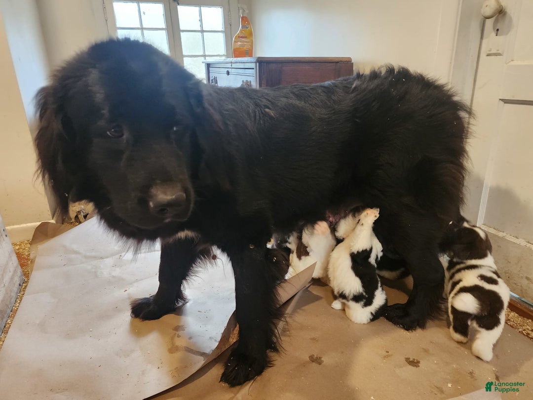 Newfoundland dogs for sale: Bella - Image 7