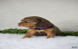Beaglier dogs for sale: Wren - Image 7