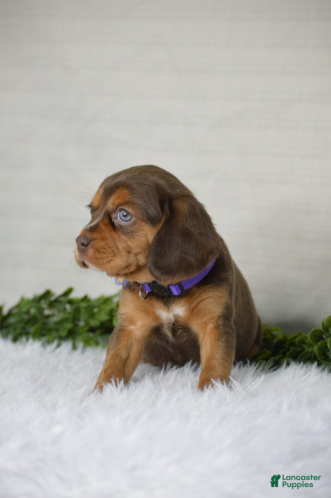 Beaglier dogs for sale: Wren - Image 7