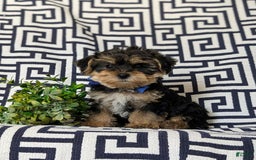 Yorkiepoo dogs for sale: Lowell Toy size - Image 7