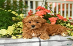 Havapoo dogs for sale: Frankie - Image 1