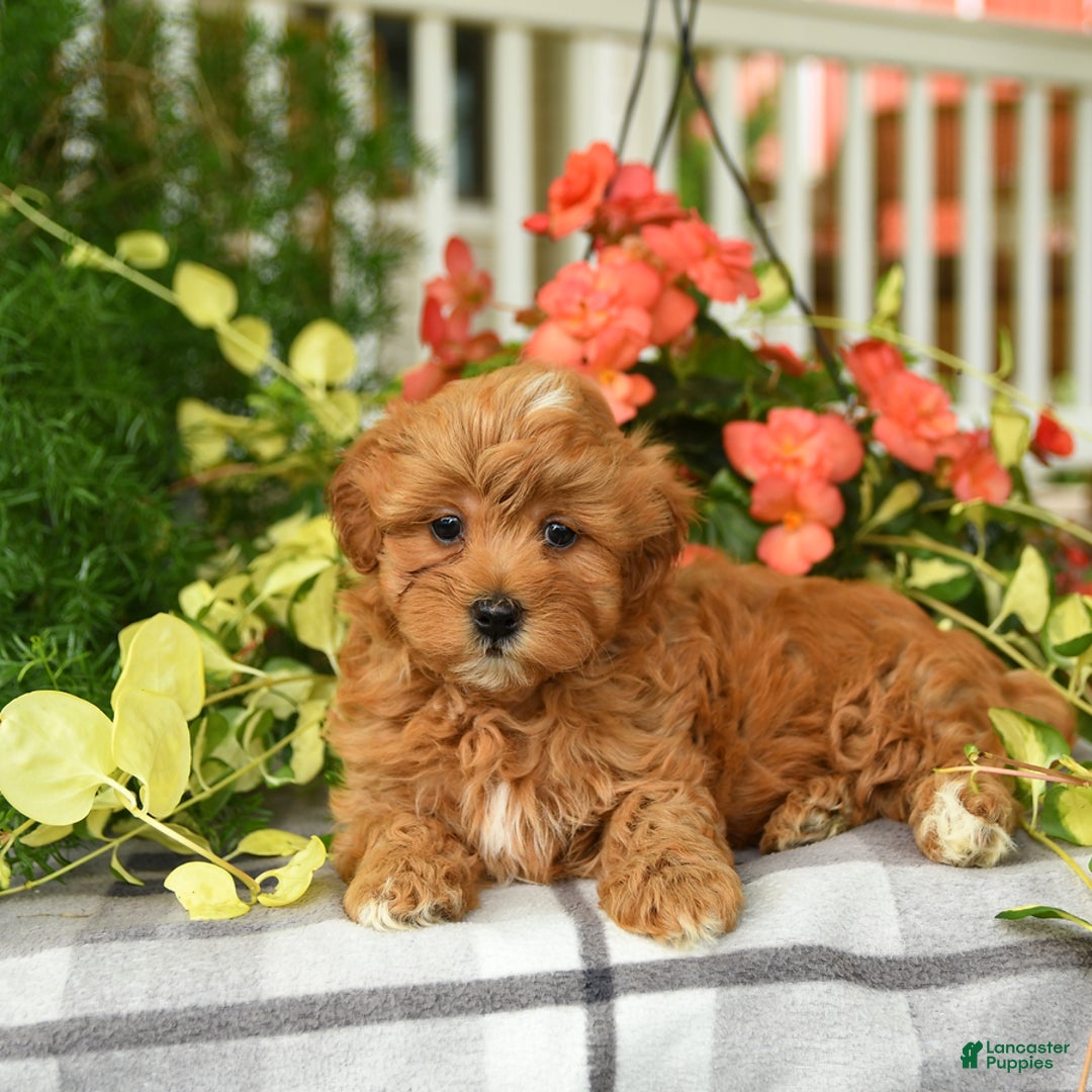 Havapoo dogs for sale: Frankie - Image 1