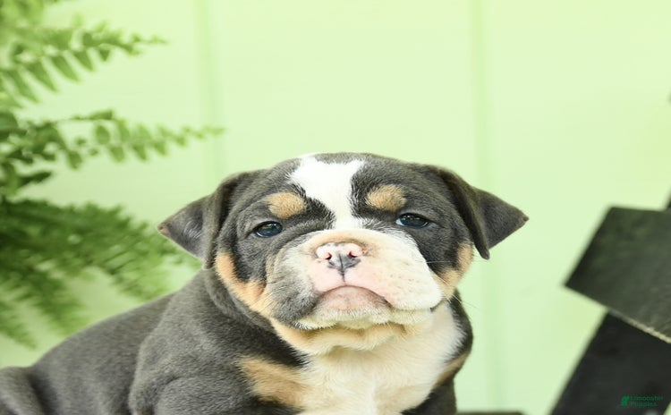 Olde English Bulldogge dogs for sale - Ad 3
