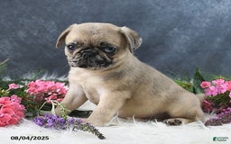 Pug dogs for sale: Spencer - Image 1