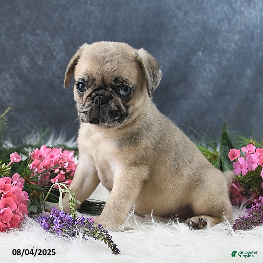 Pug dogs for sale: Spencer - Image 1