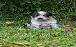 Australian Cattle Dog dogs for sale: Ranger - Image 7