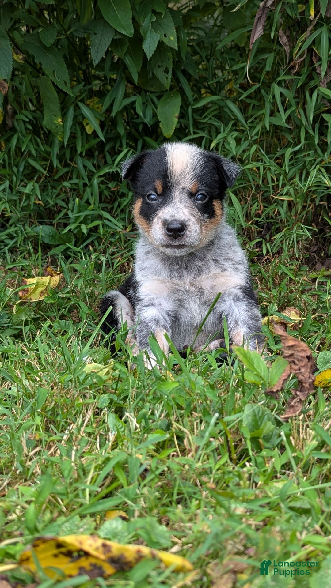 Australian Cattle Dog dogs for sale: Ranger - Image 7