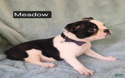 Boston Terrier dogs for sale: Meadow - Image 1
