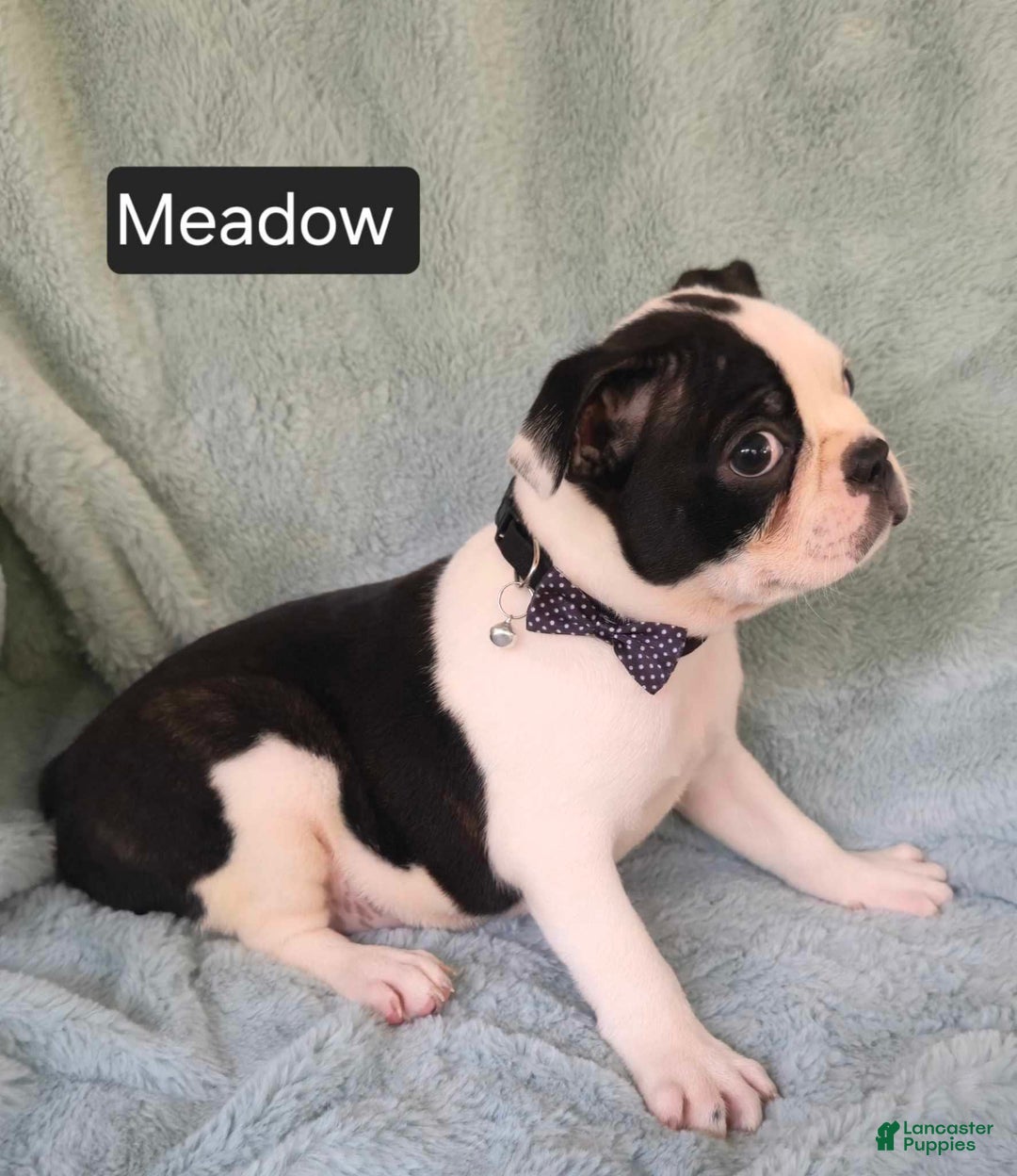 Boston Terrier dogs for sale: Meadow - Image 1