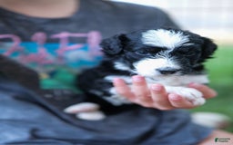 Bernedoodle dogs for sale: Tattoo - Image 1