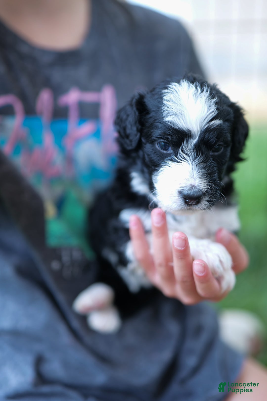 Bernedoodle dogs for sale: Tattoo - Image 1