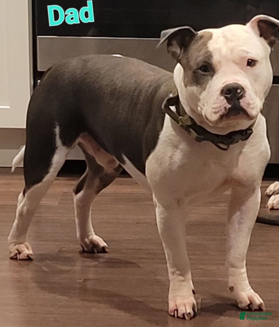 American Staffordshire Terrier dogs for sale: Aria - Image 3