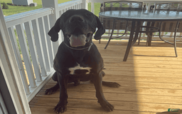Great Dane dogs for sale: Yoshi - Image 3