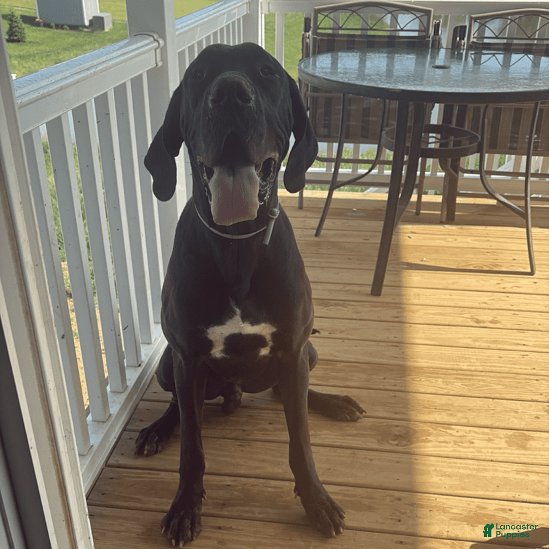 Great Dane dogs for sale: Yoshi - Image 3