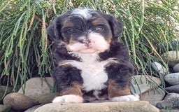 Mini Bernedoodle dogs for sale: Oakley - Image 13