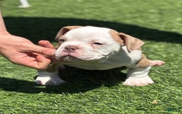 American Bully dogs for sale: Big Boy - Image 3