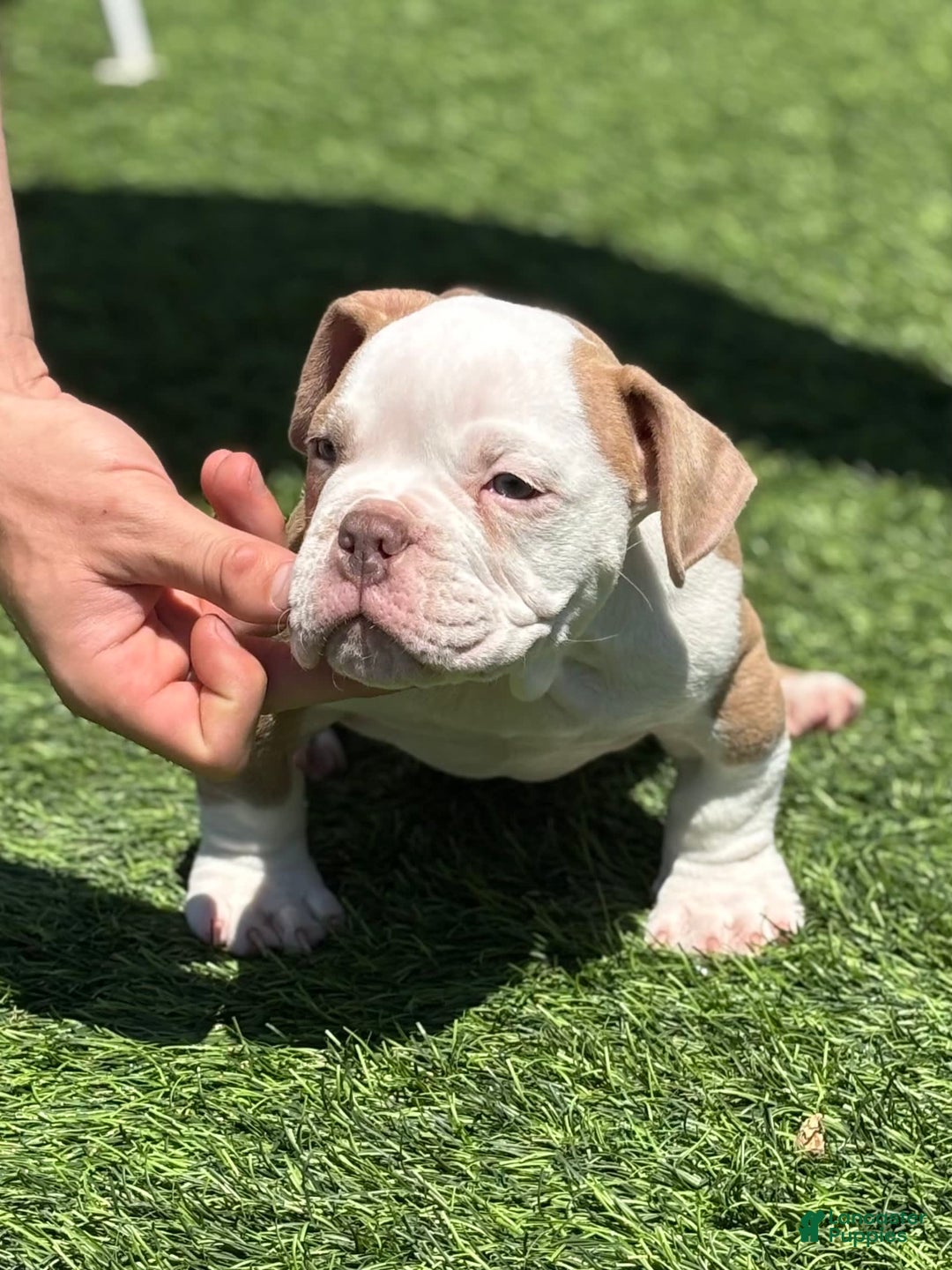 American Bully dogs for sale: Big Boy - Image 3