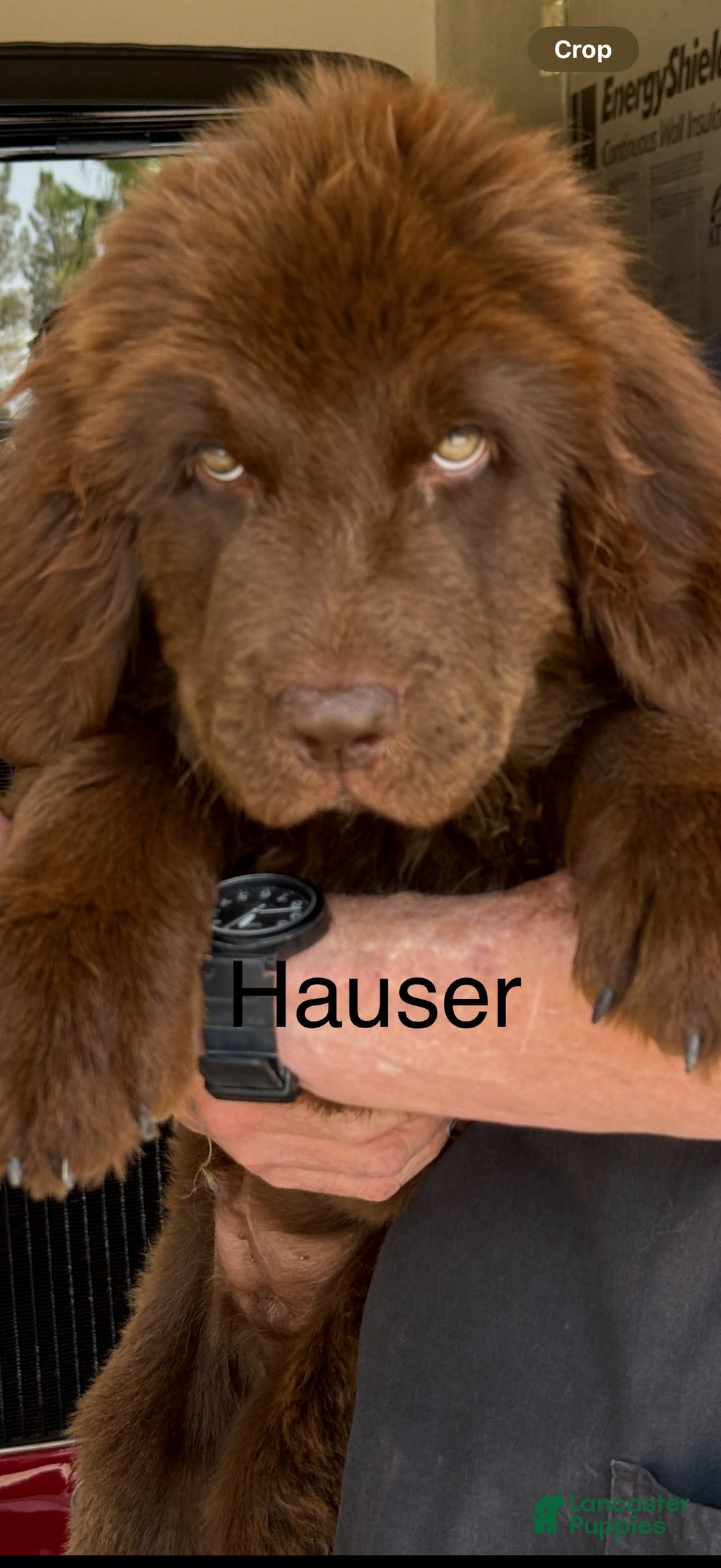 Newfoundland dogs for sale: Hauser - Image 2