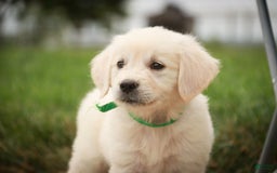 Golden Retriever dogs for sale: Tawny - Image 30