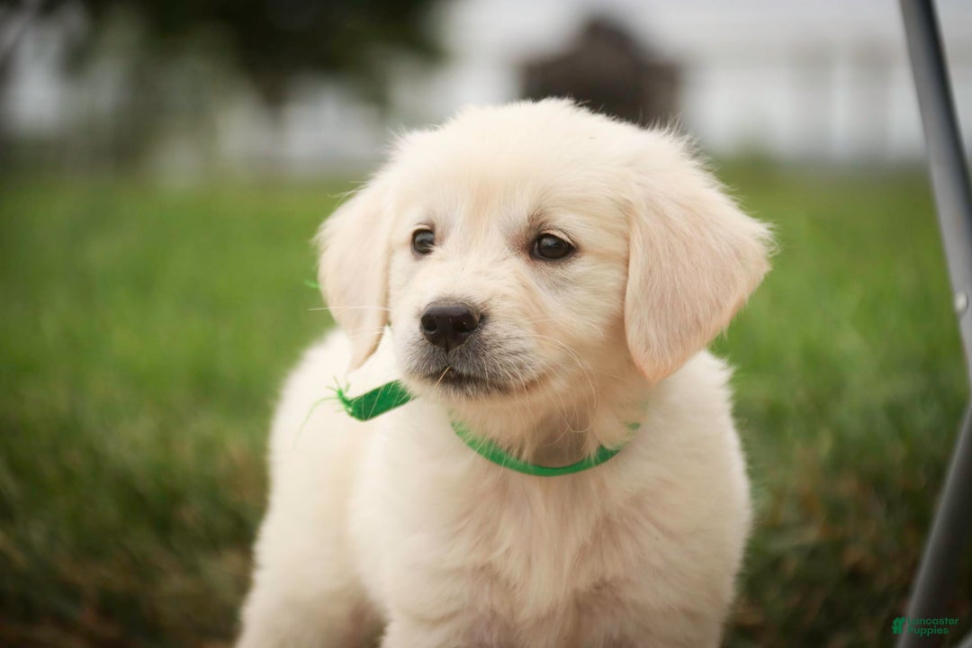 Golden Retriever dogs for sale: Tawny - Image 30