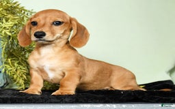 Miniature Dachshund dogs for sale: Diego - Image 9
