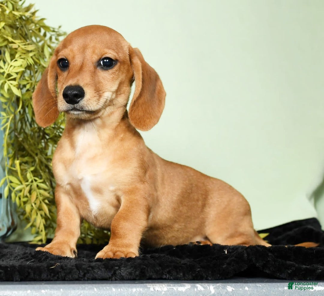 Miniature Dachshund dogs for sale: Diego - Image 9