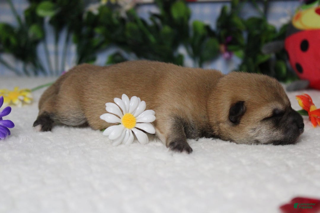 Shiba Inu dogs for sale: Larry - Image 1