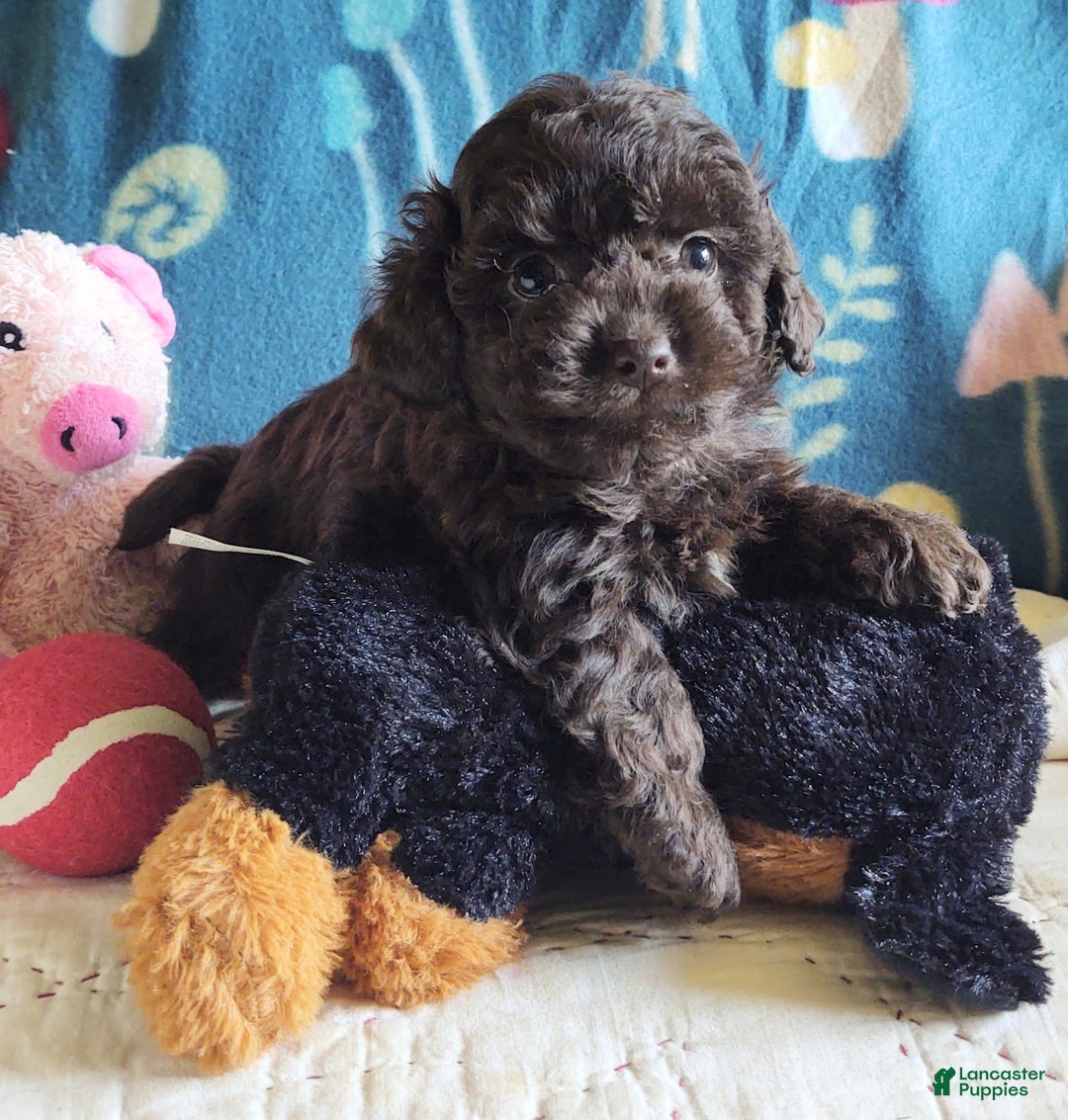 Maltipoo dogs for sale: Count Chocolate - Image 26