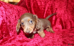 Miniature Dachshund dogs for sale: Bingo - Image 25