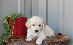 Golden Retriever dogs for sale: Daisy - Image 1