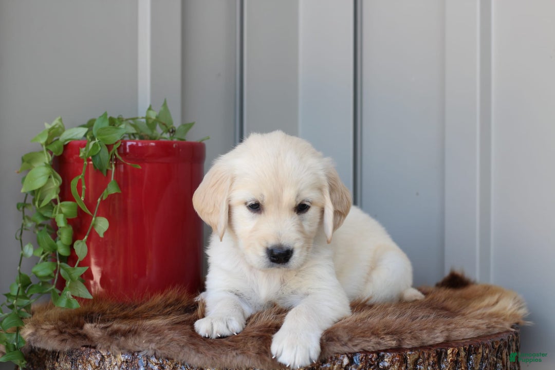 Golden Retriever dogs for sale: Daisy - Image 1